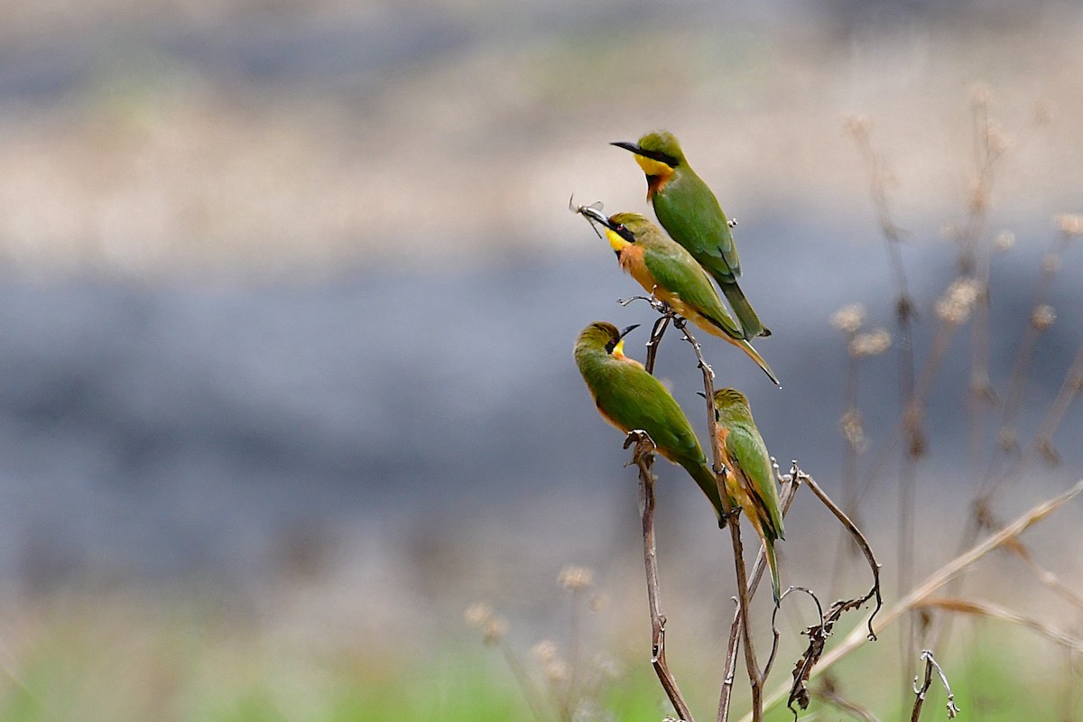 Little Bee-eater - ML642226454