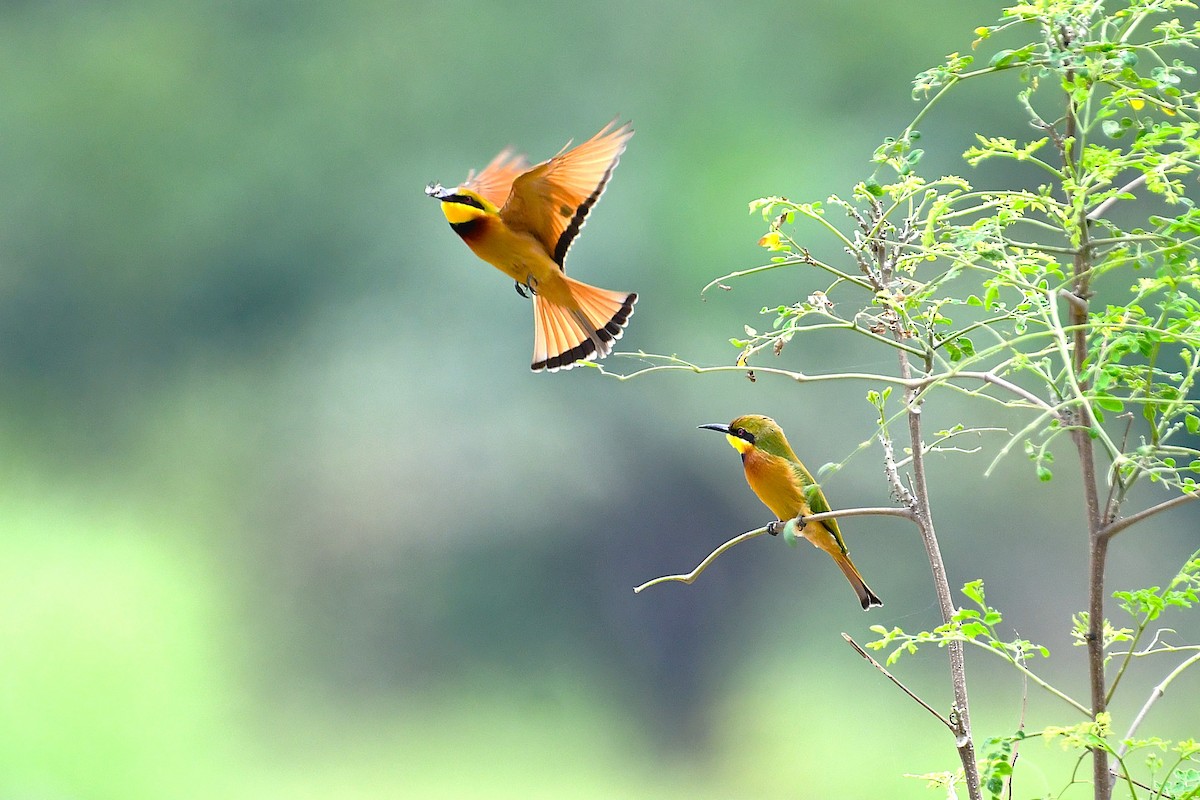 Little Bee-eater - ML642226455