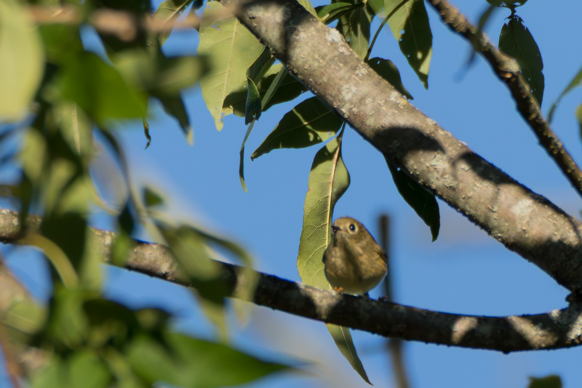Ruby-crowned Kinglet - ML642226460