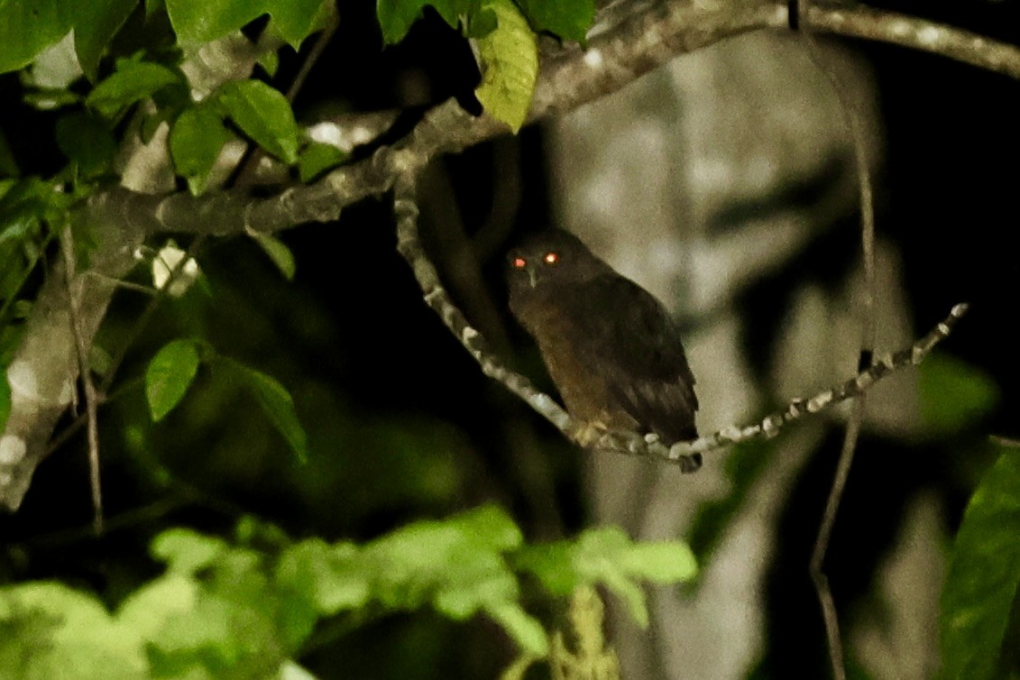Papuan Boobook - ML642226468