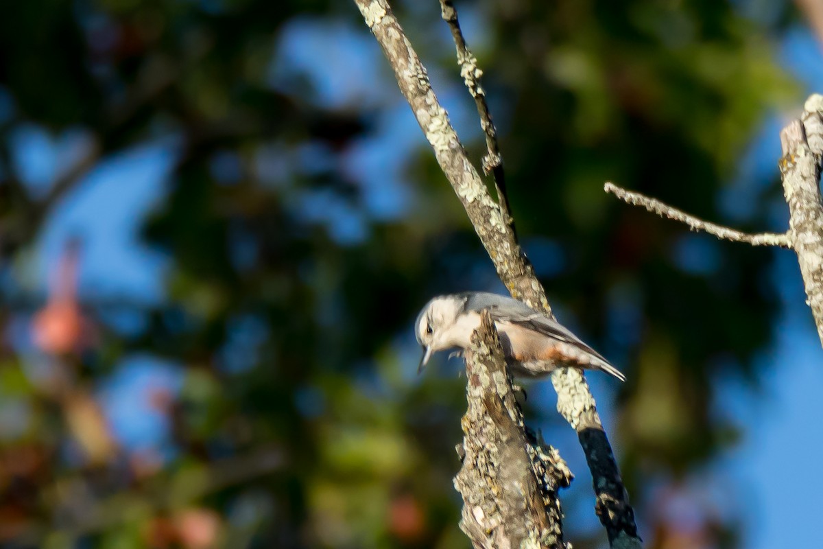 White-breasted Nuthatch - ML642226472