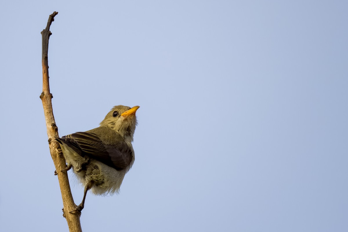 Pale-billed Flowerpecker - ML642226475
