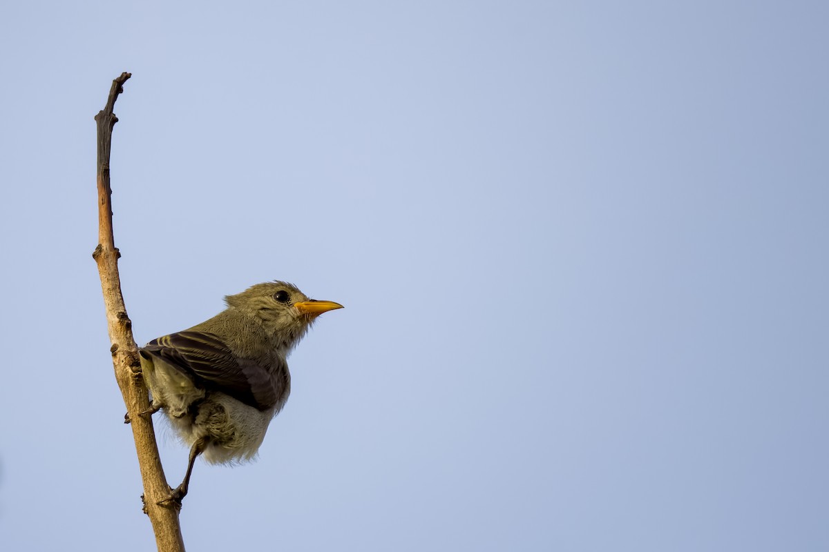 Pale-billed Flowerpecker - ML642226476