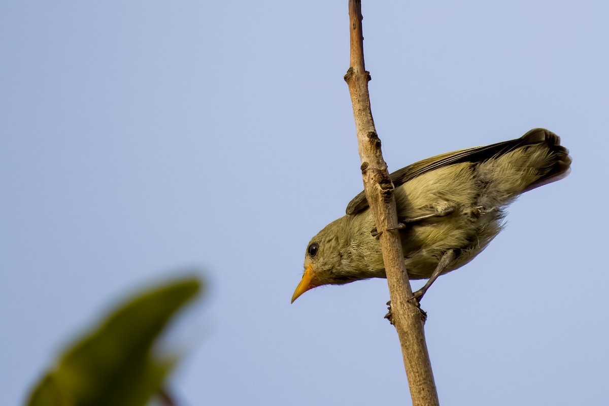 Pale-billed Flowerpecker - ML642226477