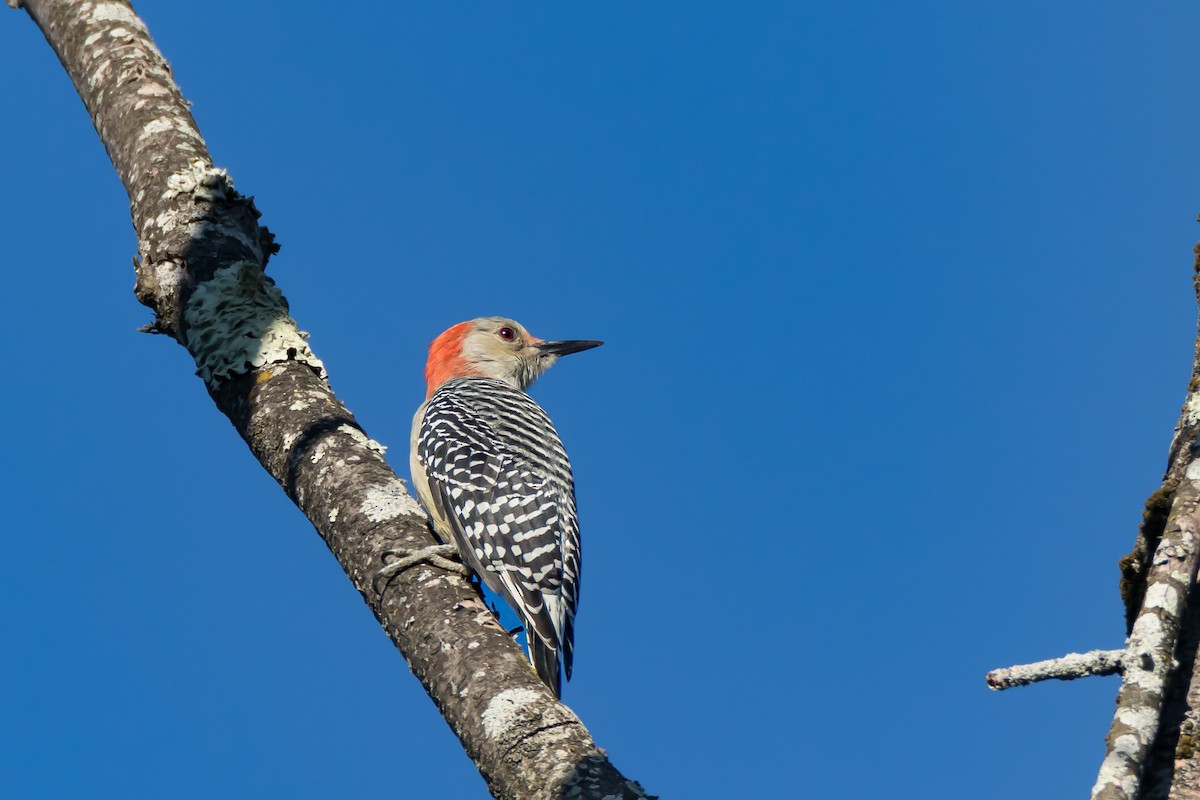 Red-bellied Woodpecker - ML642226478
