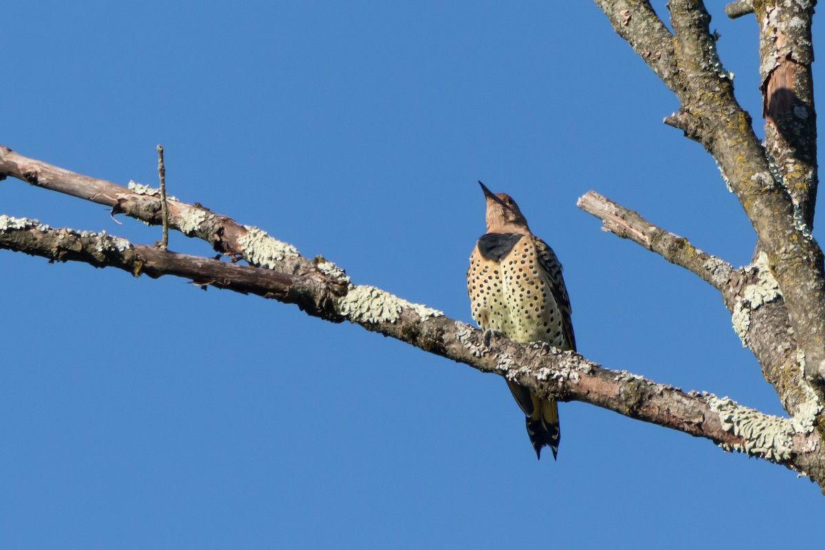 Northern Flicker - ML642226486