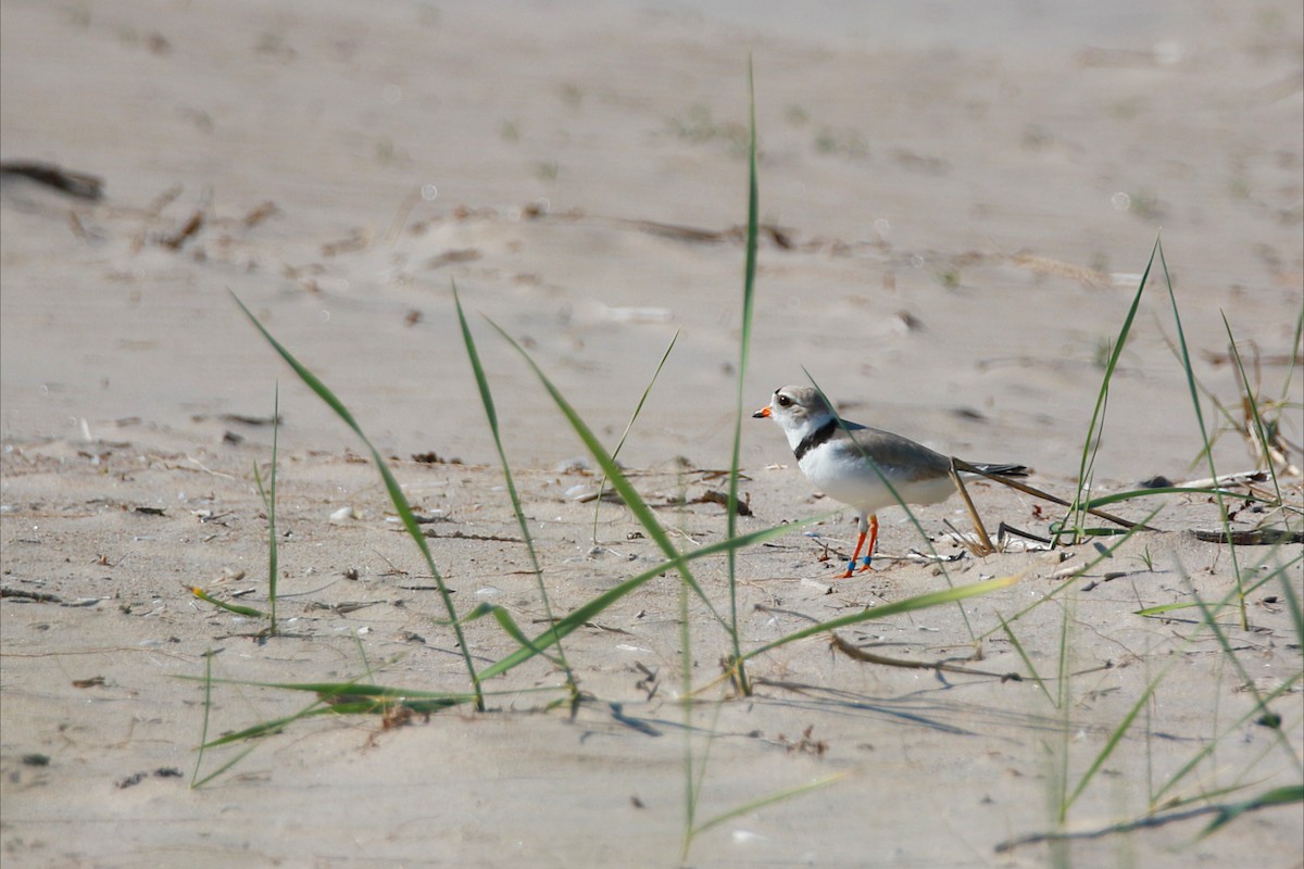 Piping Plover - ML642226488