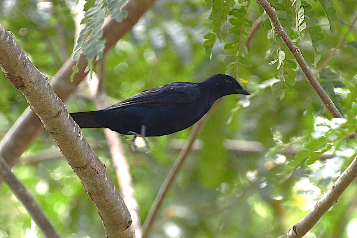 Purple-throated Cuckooshrike - ML642226490