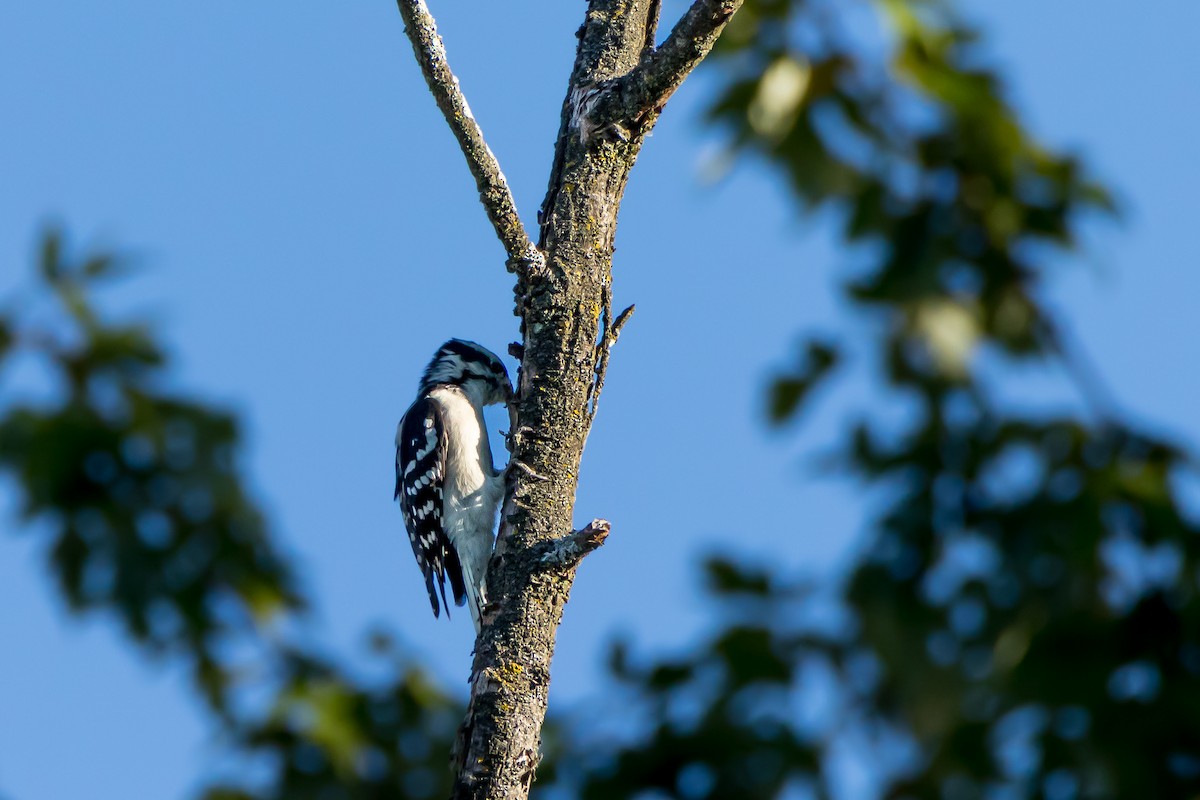 Downy Woodpecker - ML642226493