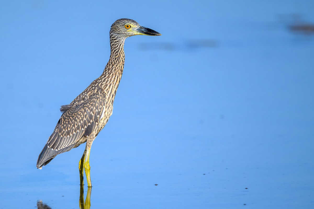 Yellow-crowned Night Heron - ML642226499