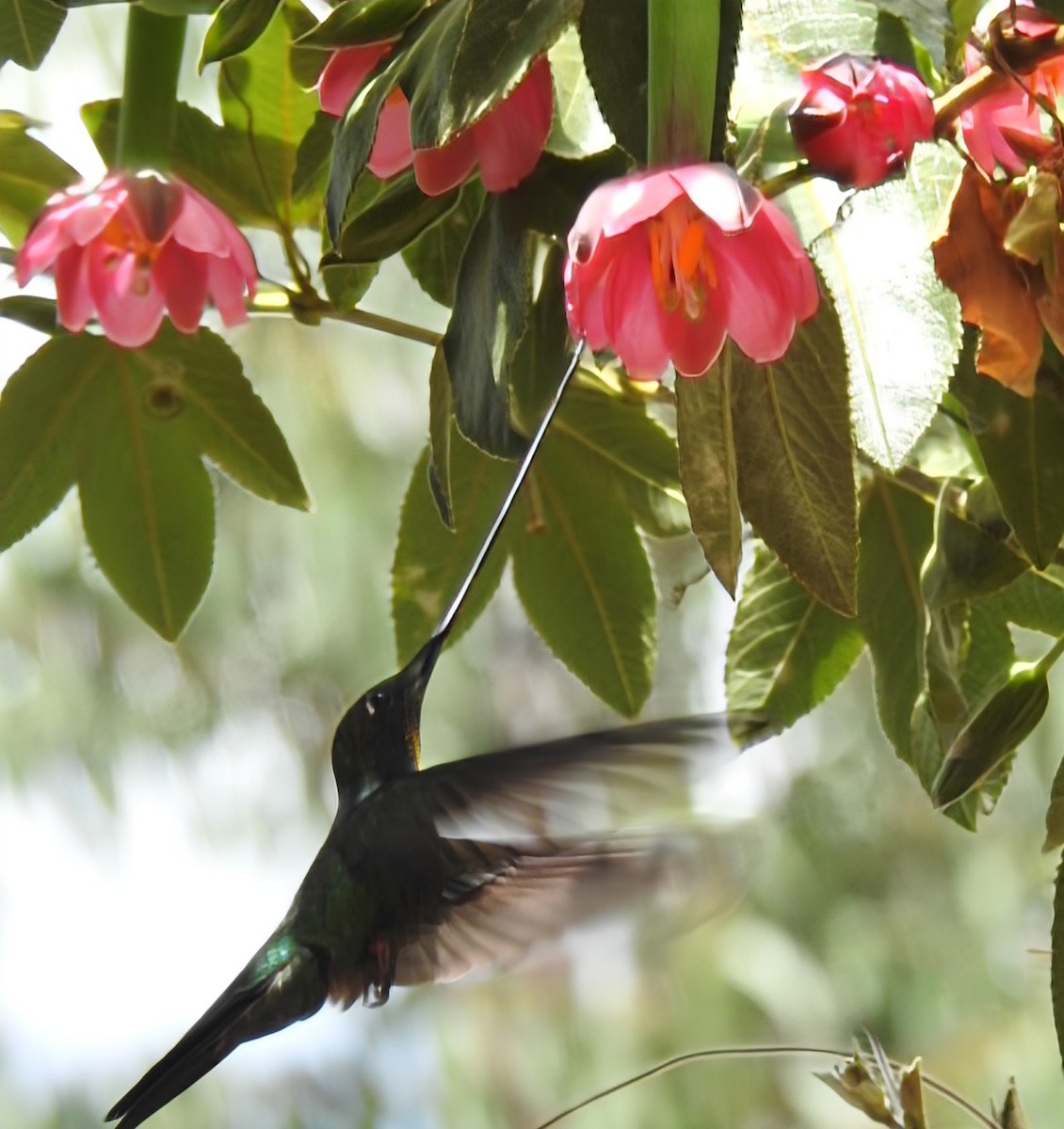 Sword-billed Hummingbird - ML642226527