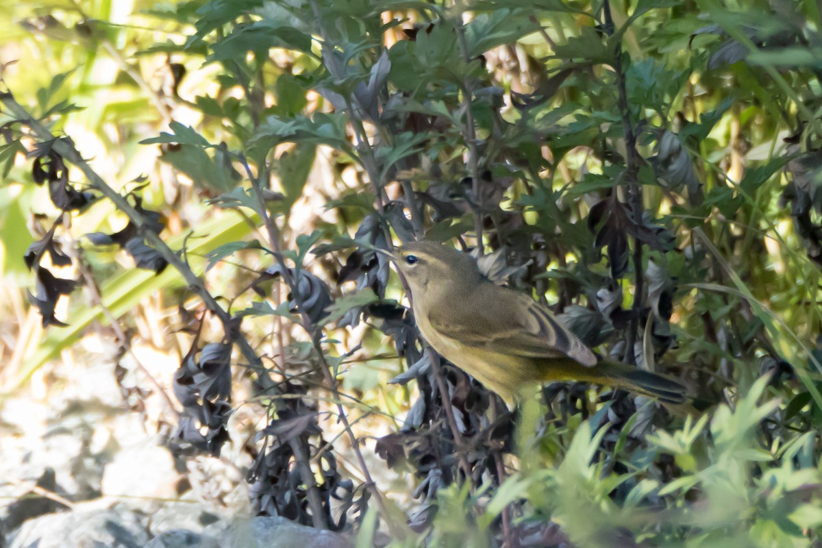Palm Warbler - ML642226533