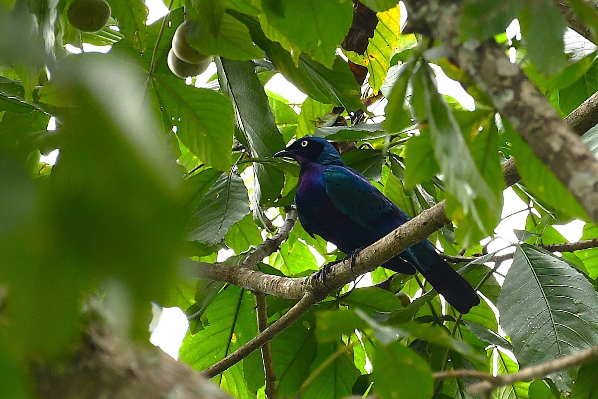 Splendid Starling - ML642226587