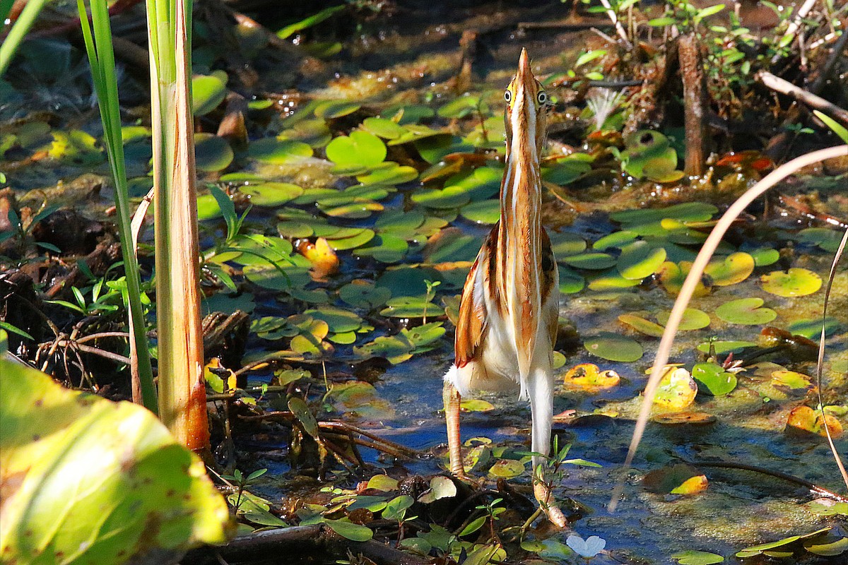 Least Bittern - ML642226617