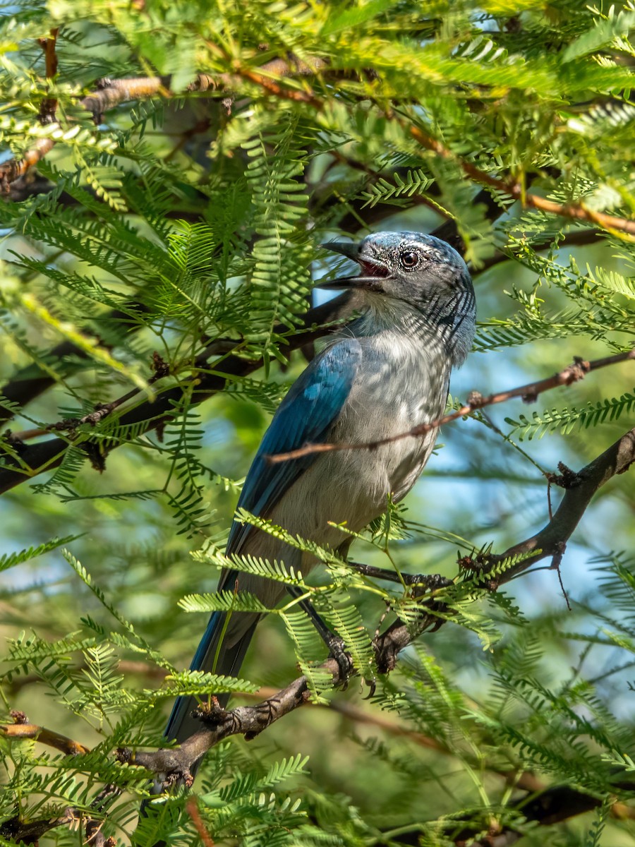 Woodhouse's Scrub-Jay - ML642226700