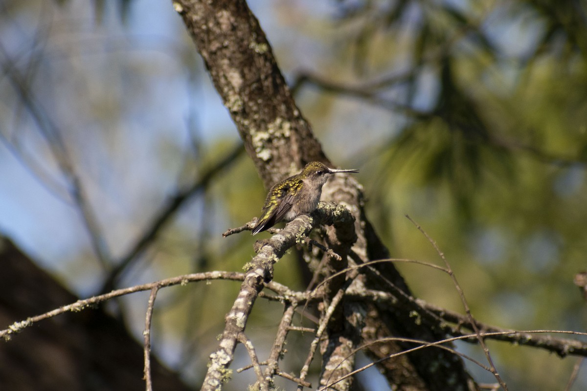 kalypta rubínohrdlá - ML642226717