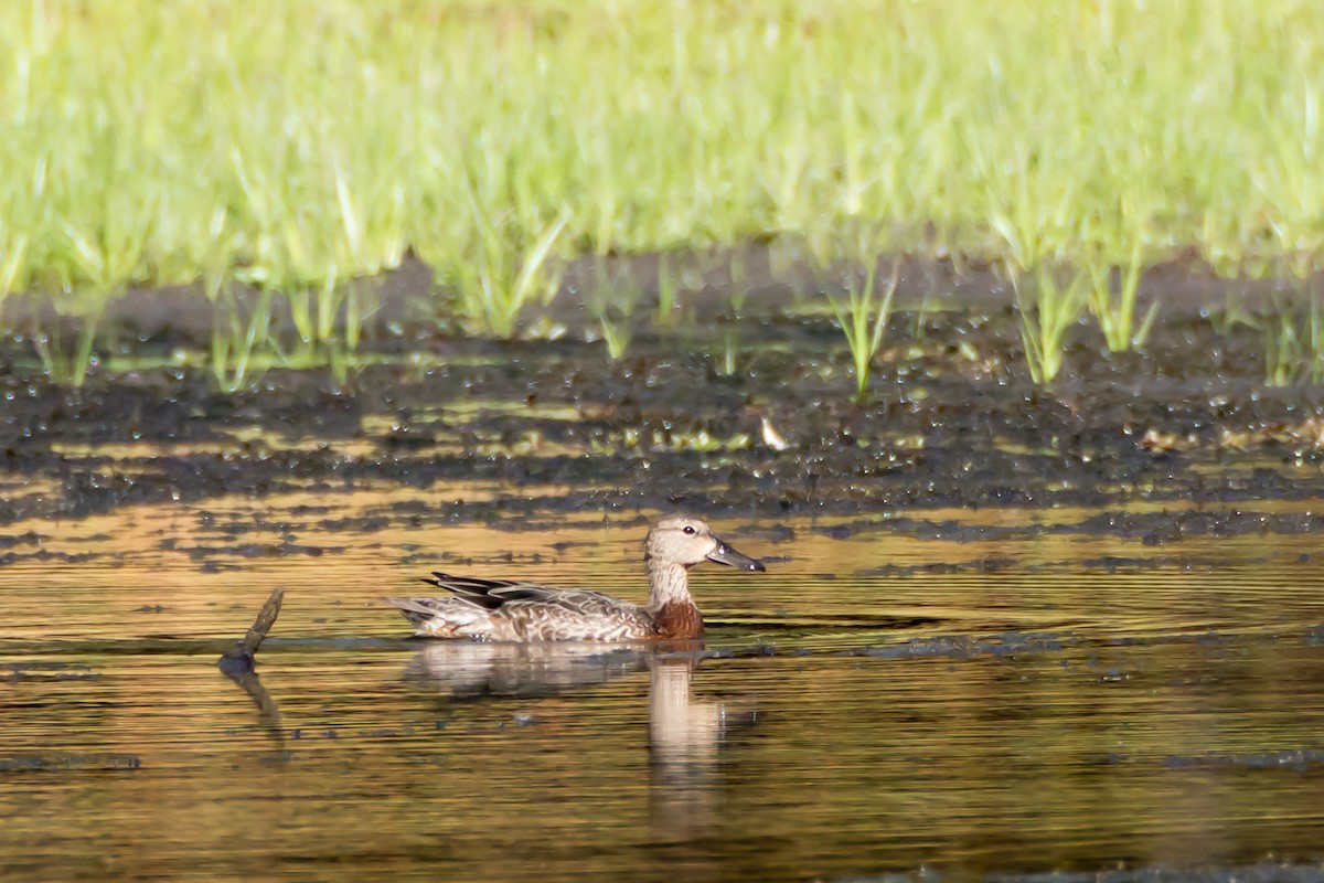 Blue-winged Teal - ML642226732