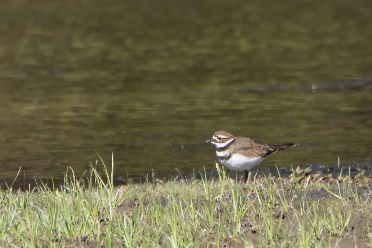 Killdeer - ML642226742