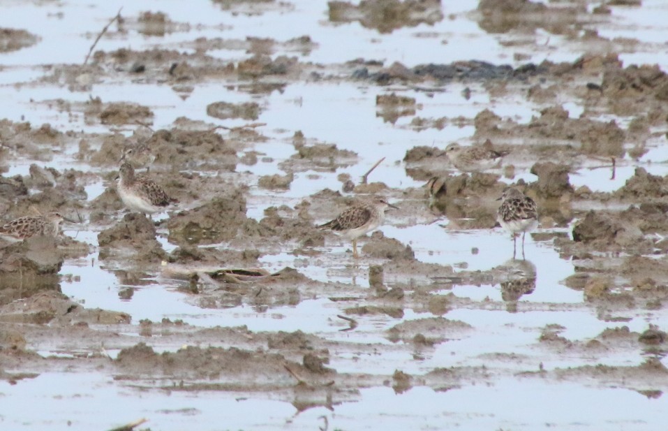 Long-toed Stint - ML642226745