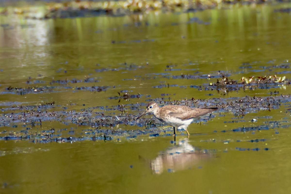 Solitary Sandpiper - ML642226746