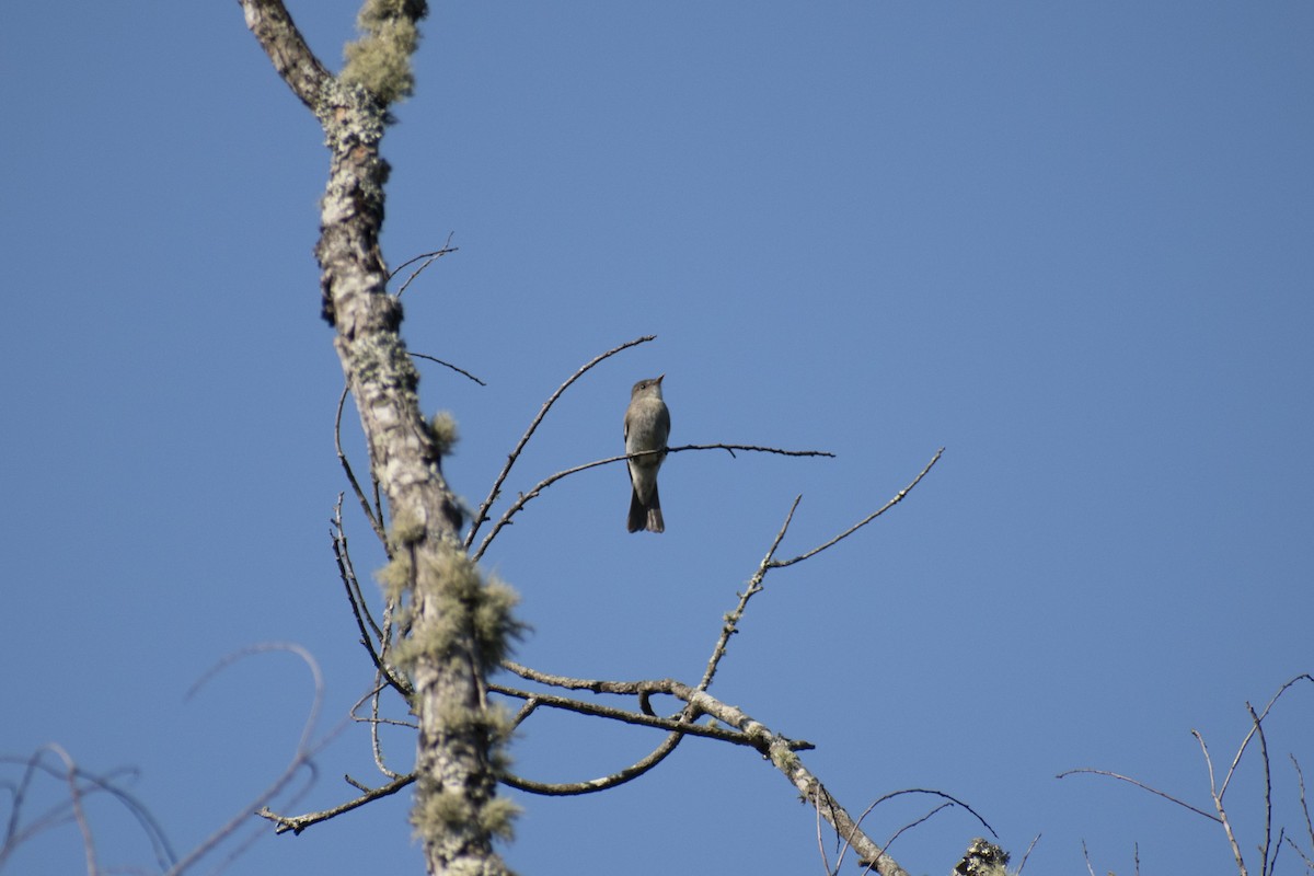tyranovec východní - ML642226751