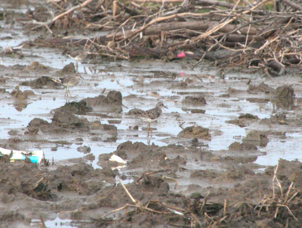 Long-toed Stint - ML642226759