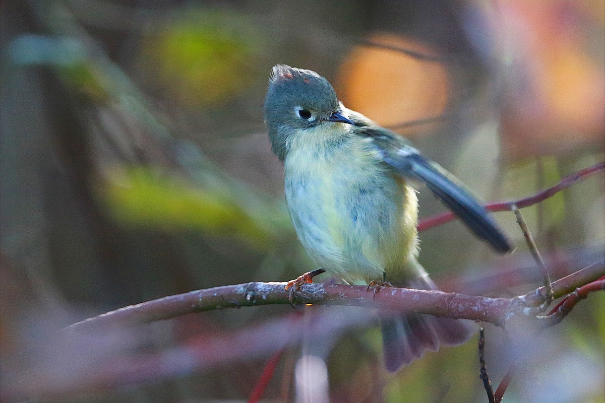 Ruby-crowned Kinglet - ML642226761