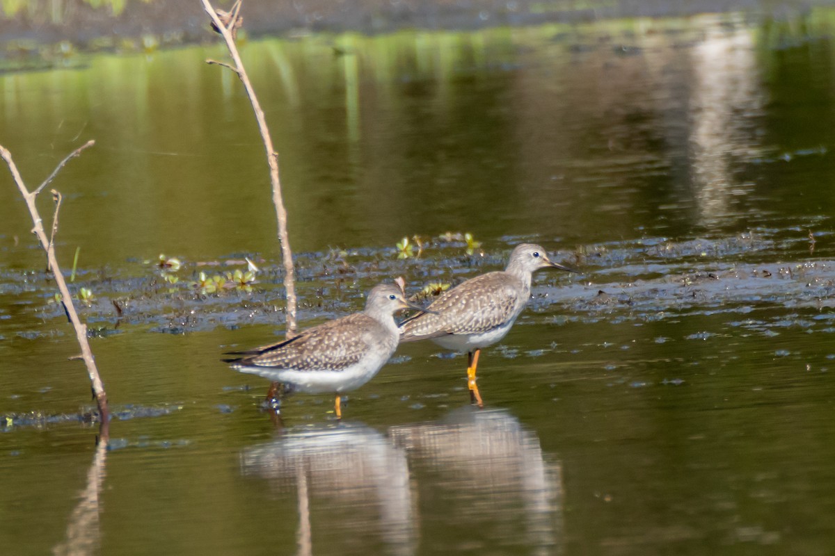 Lesser Yellowlegs - ML642226763