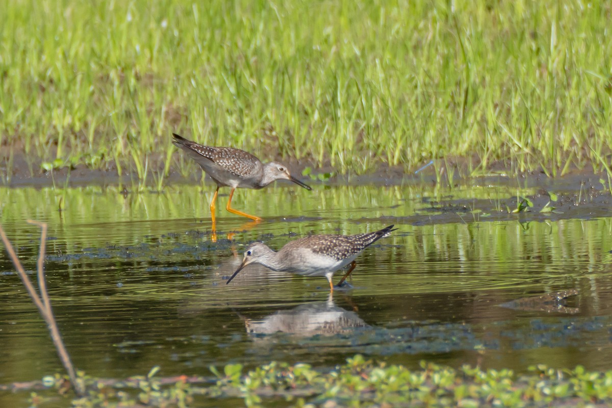 Lesser Yellowlegs - ML642226764