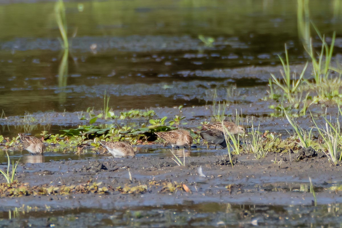 Least Sandpiper - ML642226805