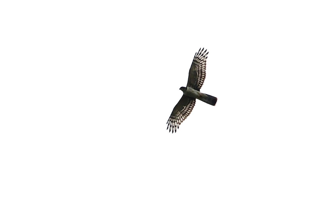 Cassin's Hawk-Eagle - ML642226810