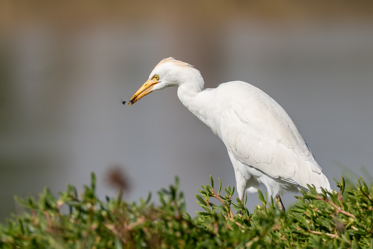 Western Cattle-Egret - ML642226845