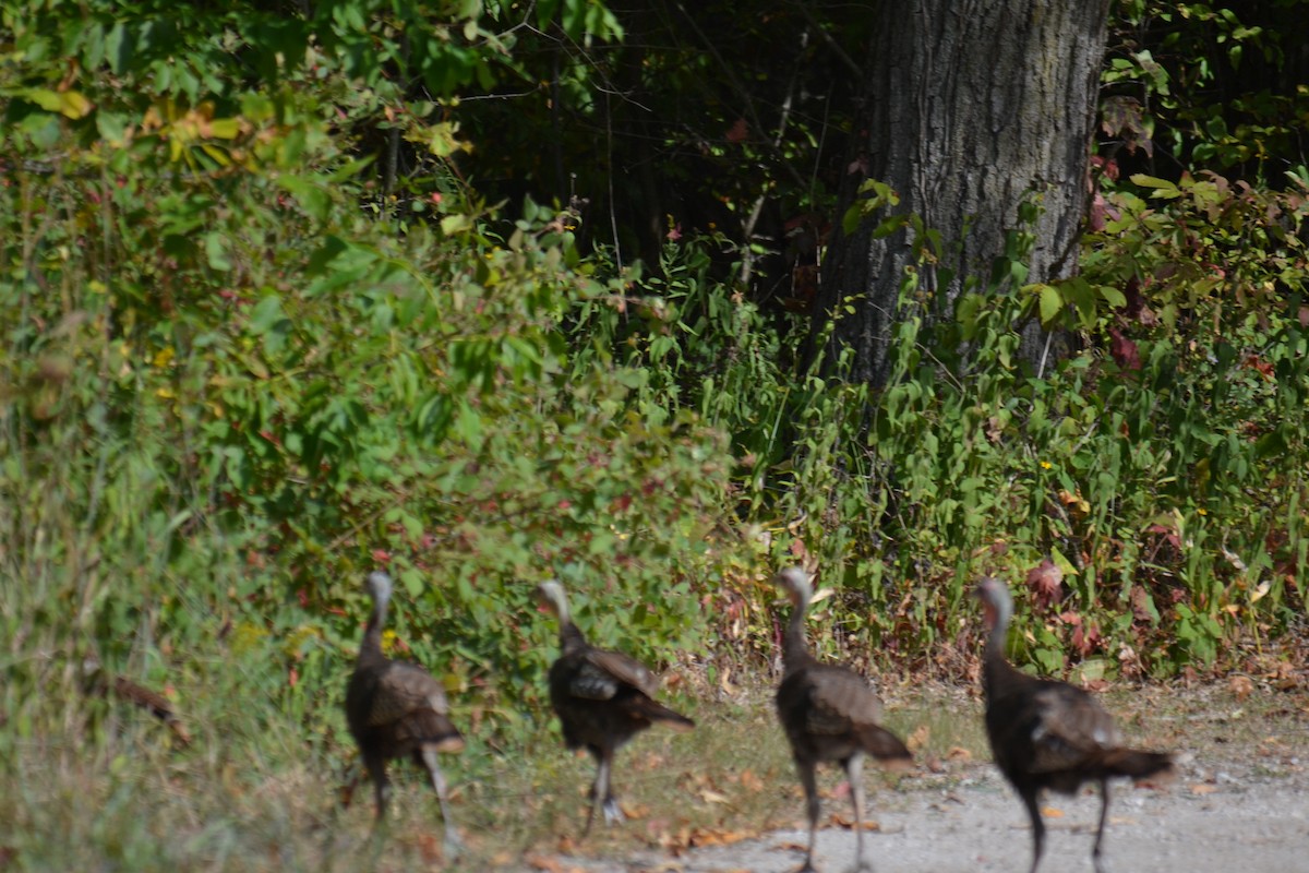 Wild Turkey - ML642226846