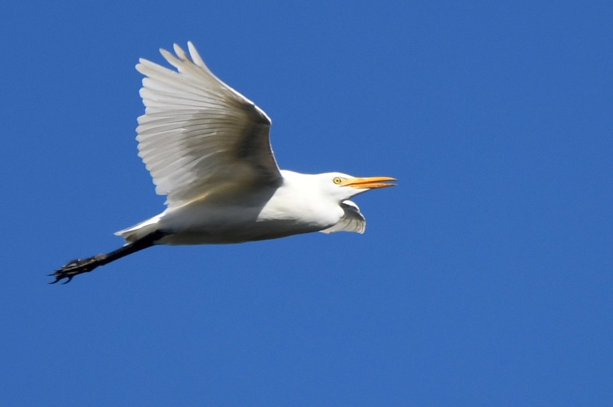 Western Cattle-Egret - ML642226860