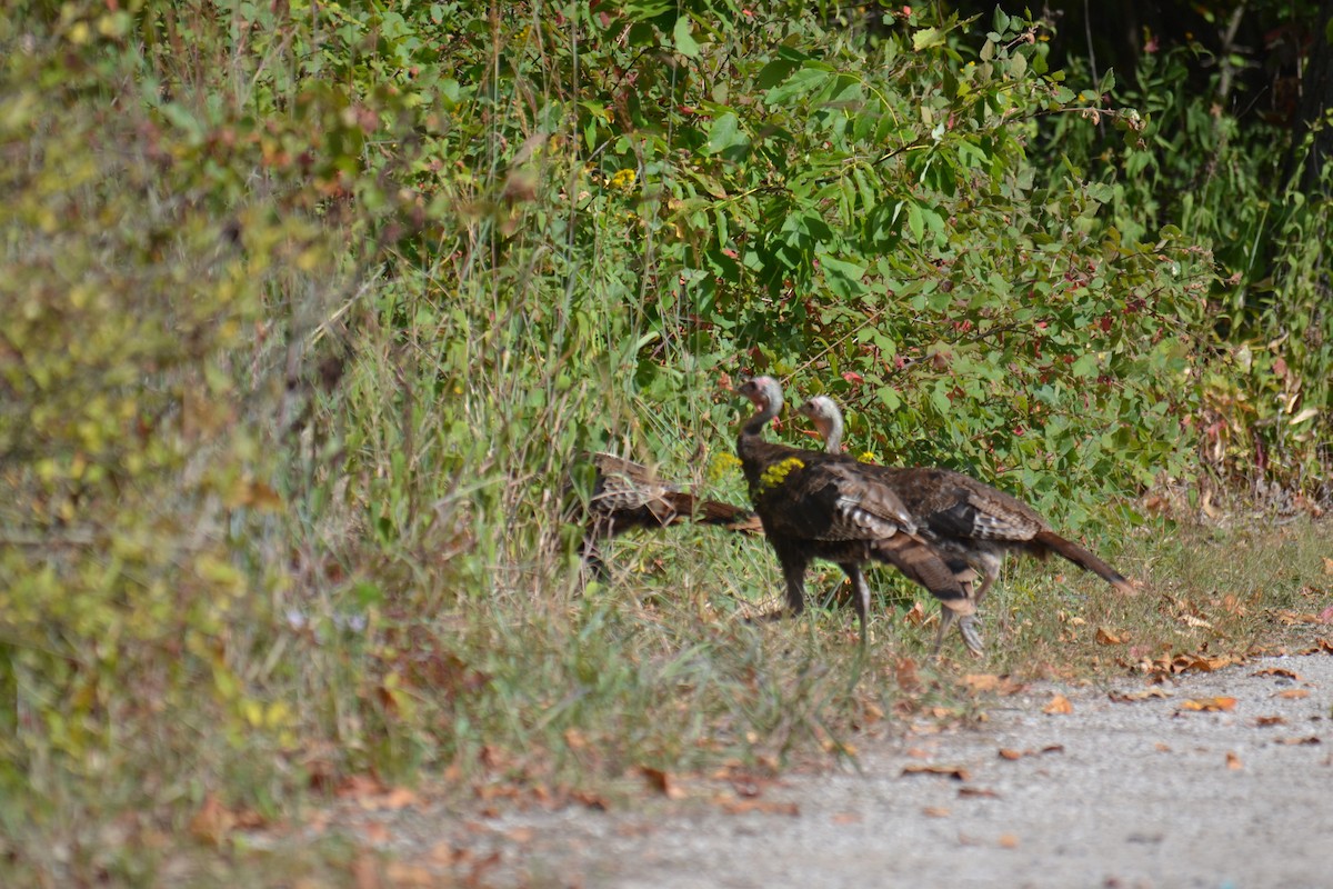 Wild Turkey - ML642226873