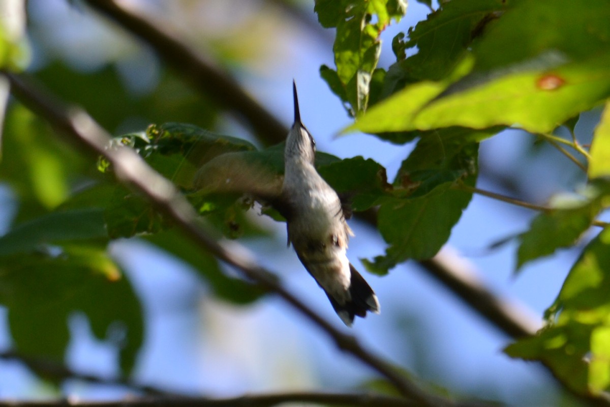 Ruby-throated Hummingbird - ML642226911
