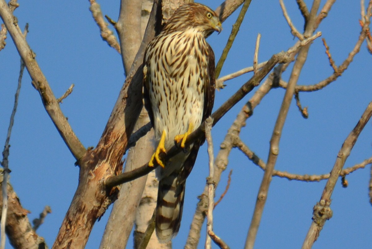 Cooper's Hawk - ML642226923