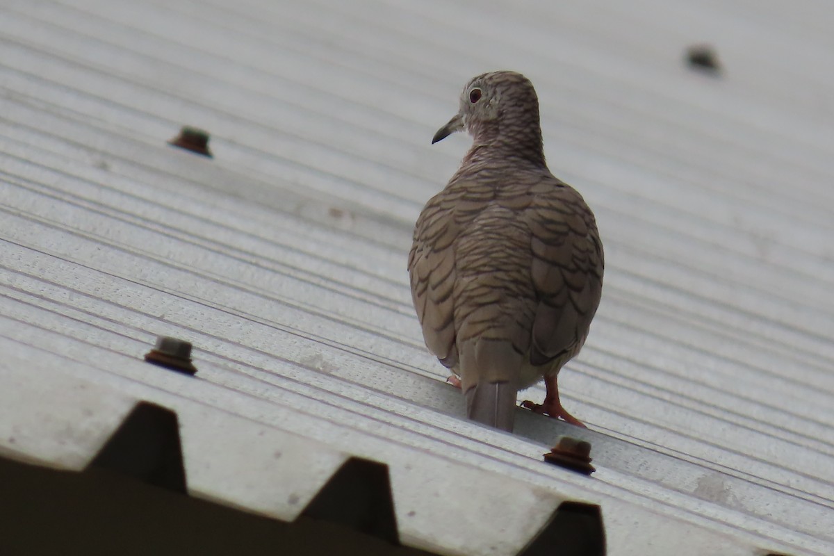 Inca Dove - ML642226924