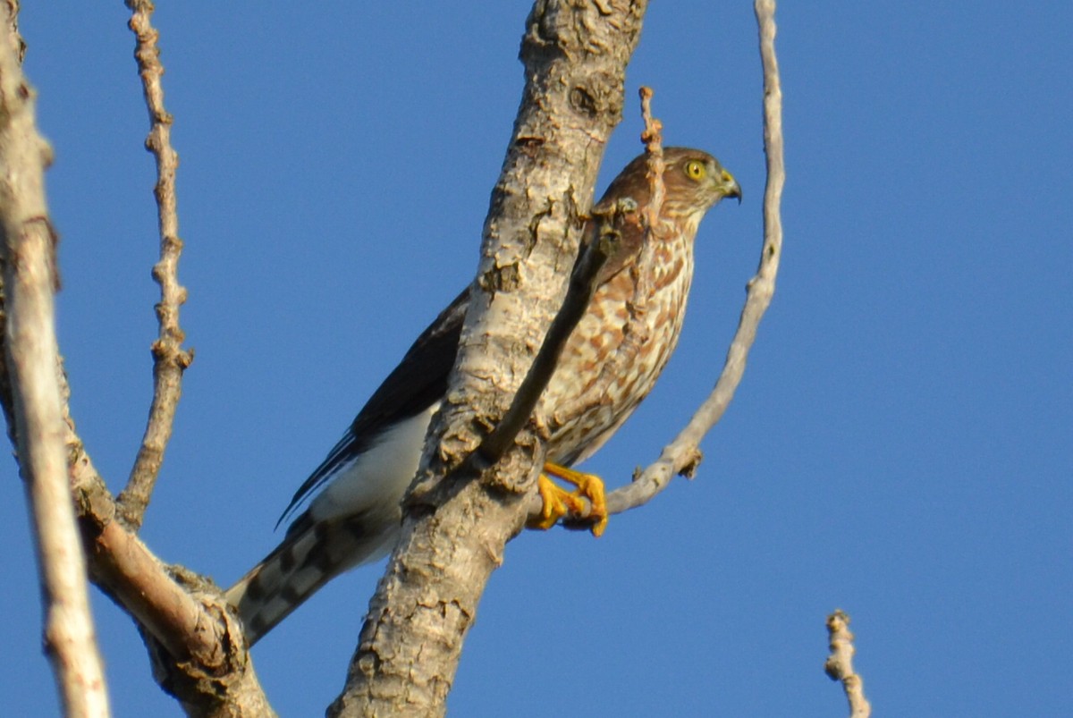 Cooper's Hawk - ML642226934