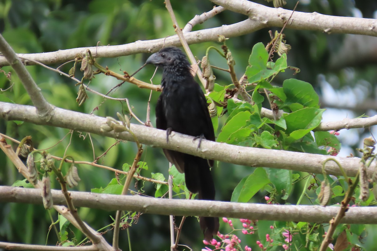 Groove-billed Ani - ML642226938