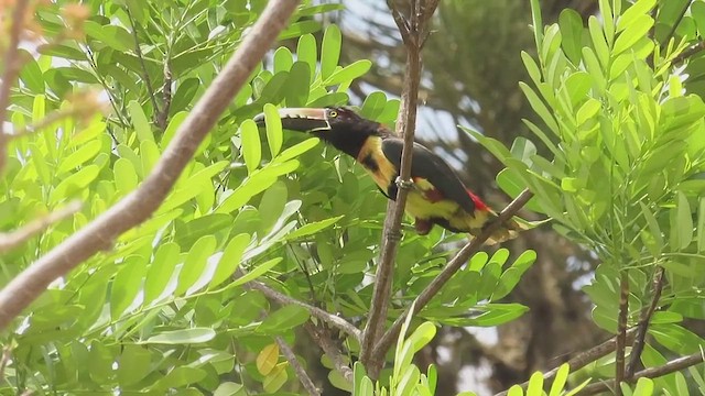 Collared Aracari - ML642226966