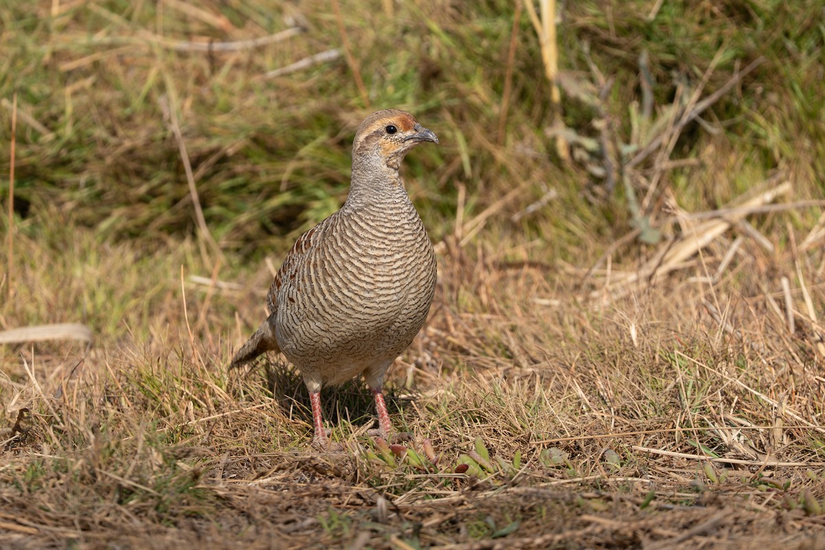 Gray Francolin - ML642226989