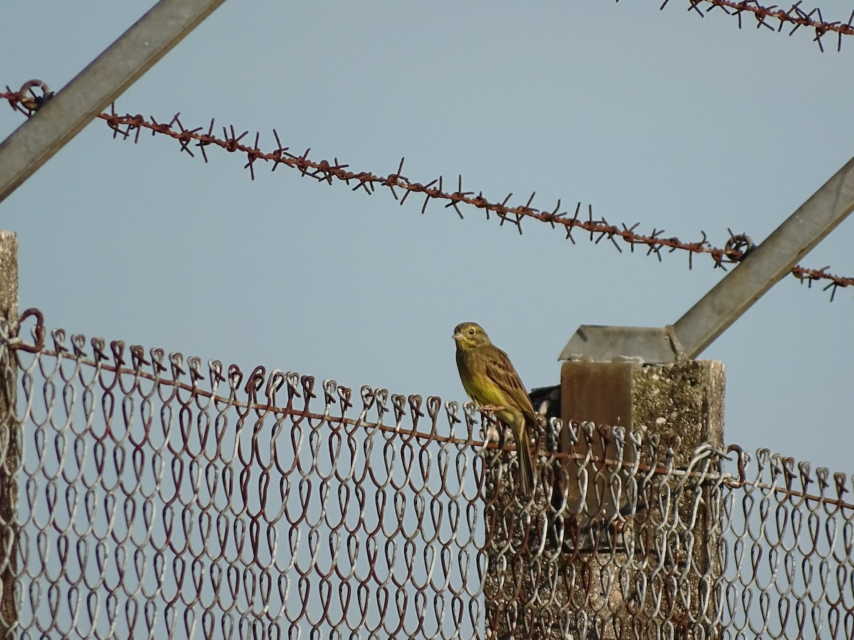 Yellowhammer - ML642227017