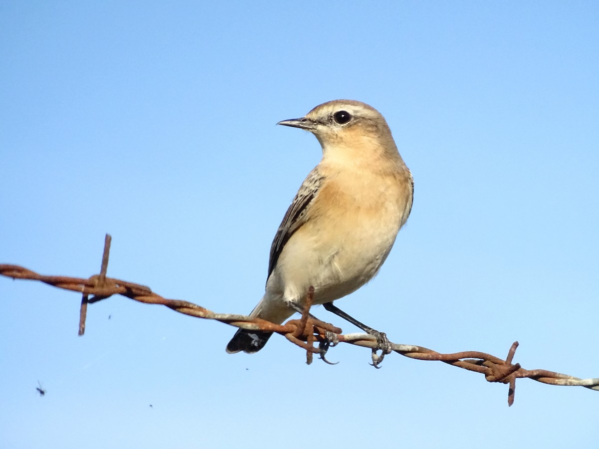 Northern Wheatear - ML642227031