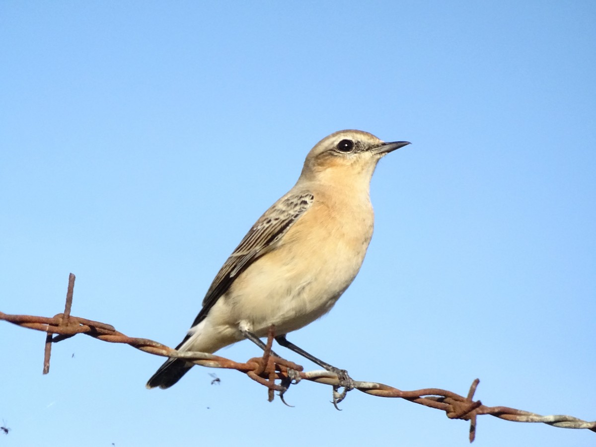 Northern Wheatear - ML642227032