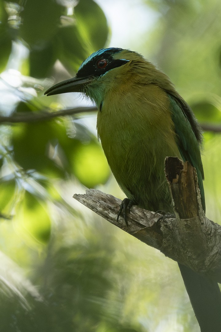 Motmot de Lesson - ML642227033