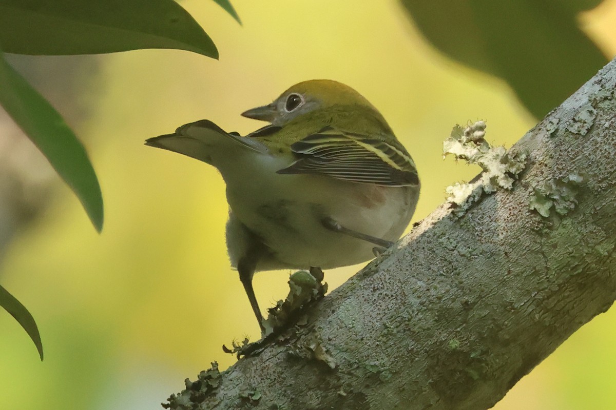 Chestnut-sided Warbler - ML642227034