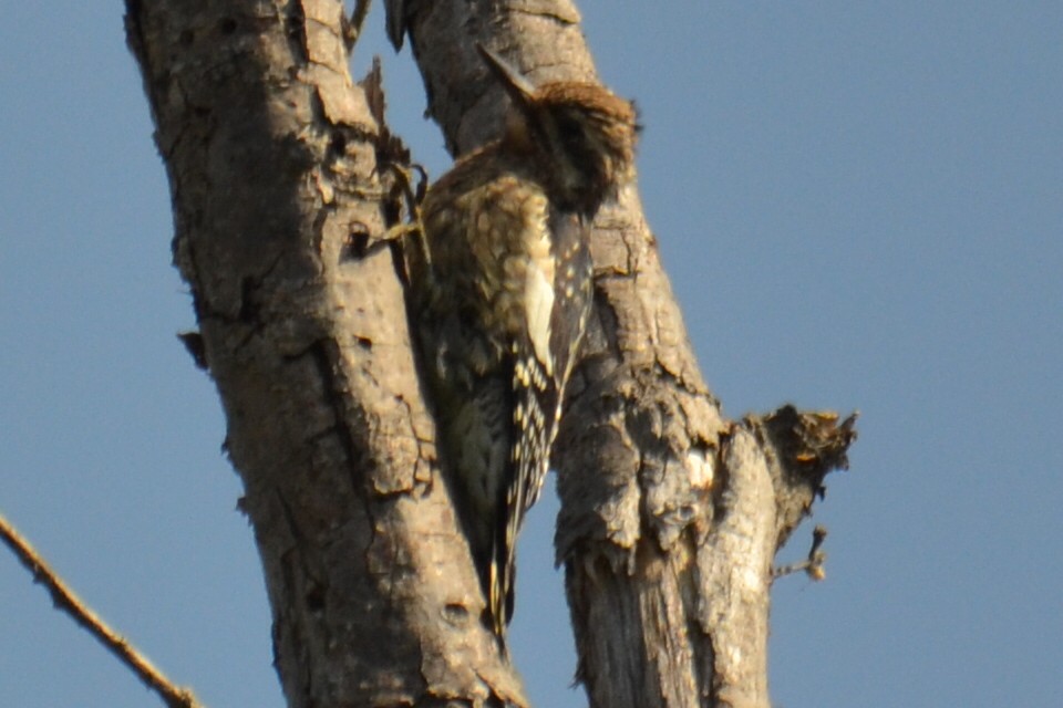 Yellow-bellied Sapsucker - ML642227043
