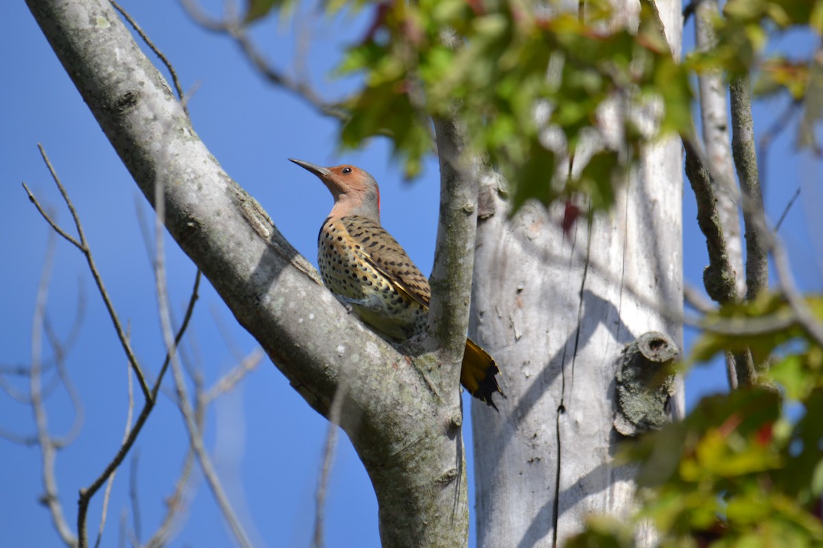 Northern Flicker - ML642227061