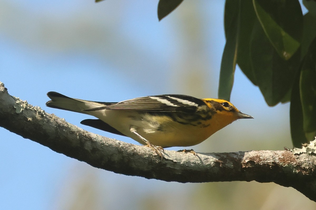 Blackburnian Warbler - ML642227075